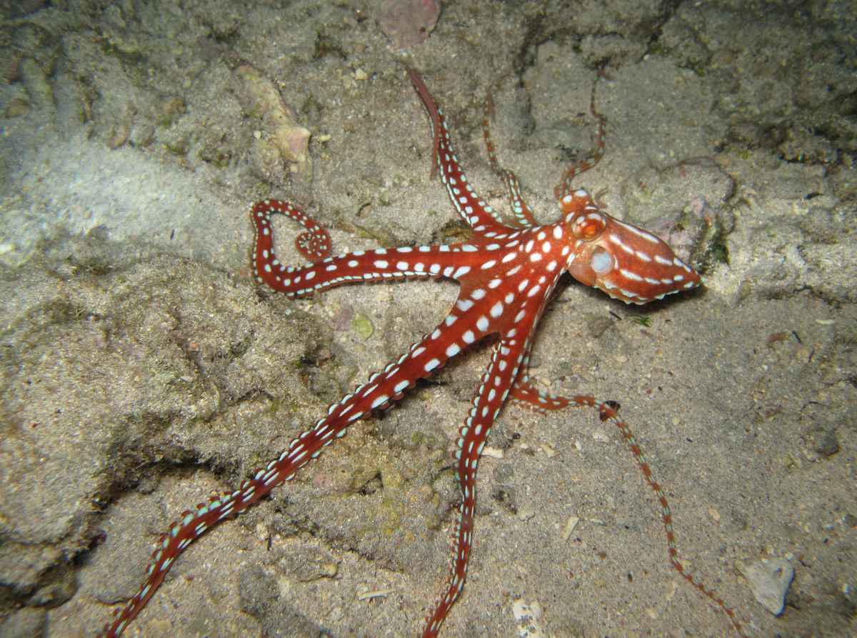 Mosaic Octopus